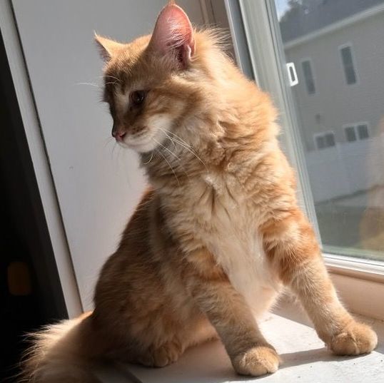Enlarge Punkin, a Adopted Domestic Long Hair in East Greenwich, RI image 5/5