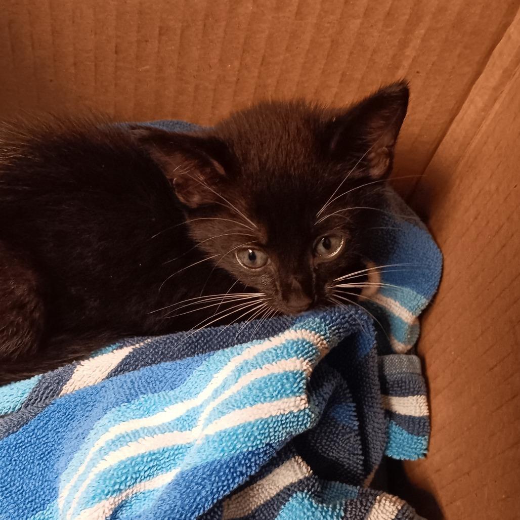 Yuki, Adoptable, Kitten Female Domestic Short Hair.