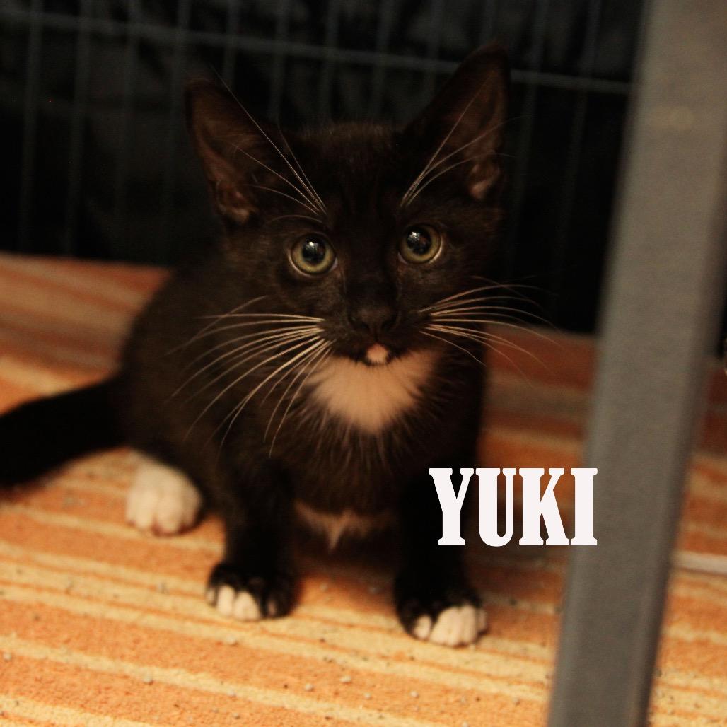 Enlarge Yuki, a Adoptable Domestic Short Hair in Mooresville, NC image 2/2