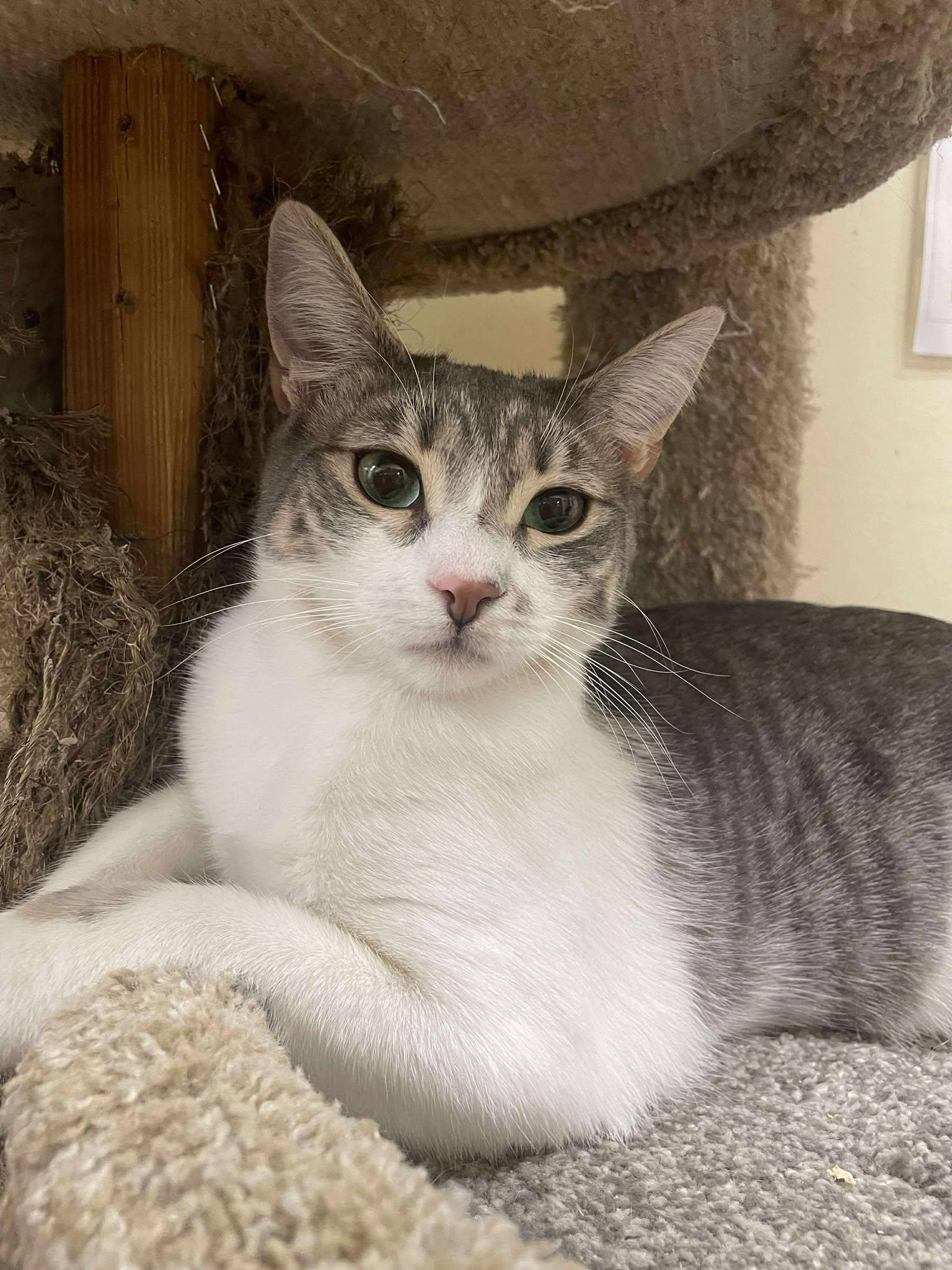 NURSE NICOLETTE "NIC" NEVIN, a Adoptable mixed breed in Murrieta, CA image 6/6