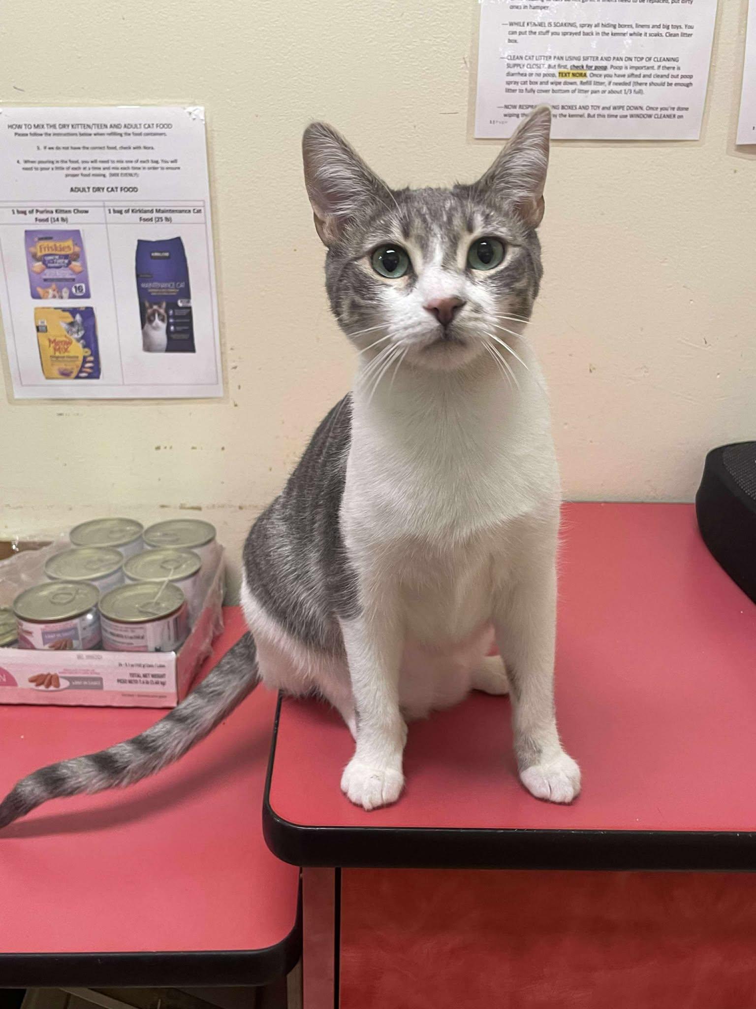 NURSE NICOLETTE "NIC" NEVIN, a Adoptable mixed breed in Murrieta, CA image 4/6