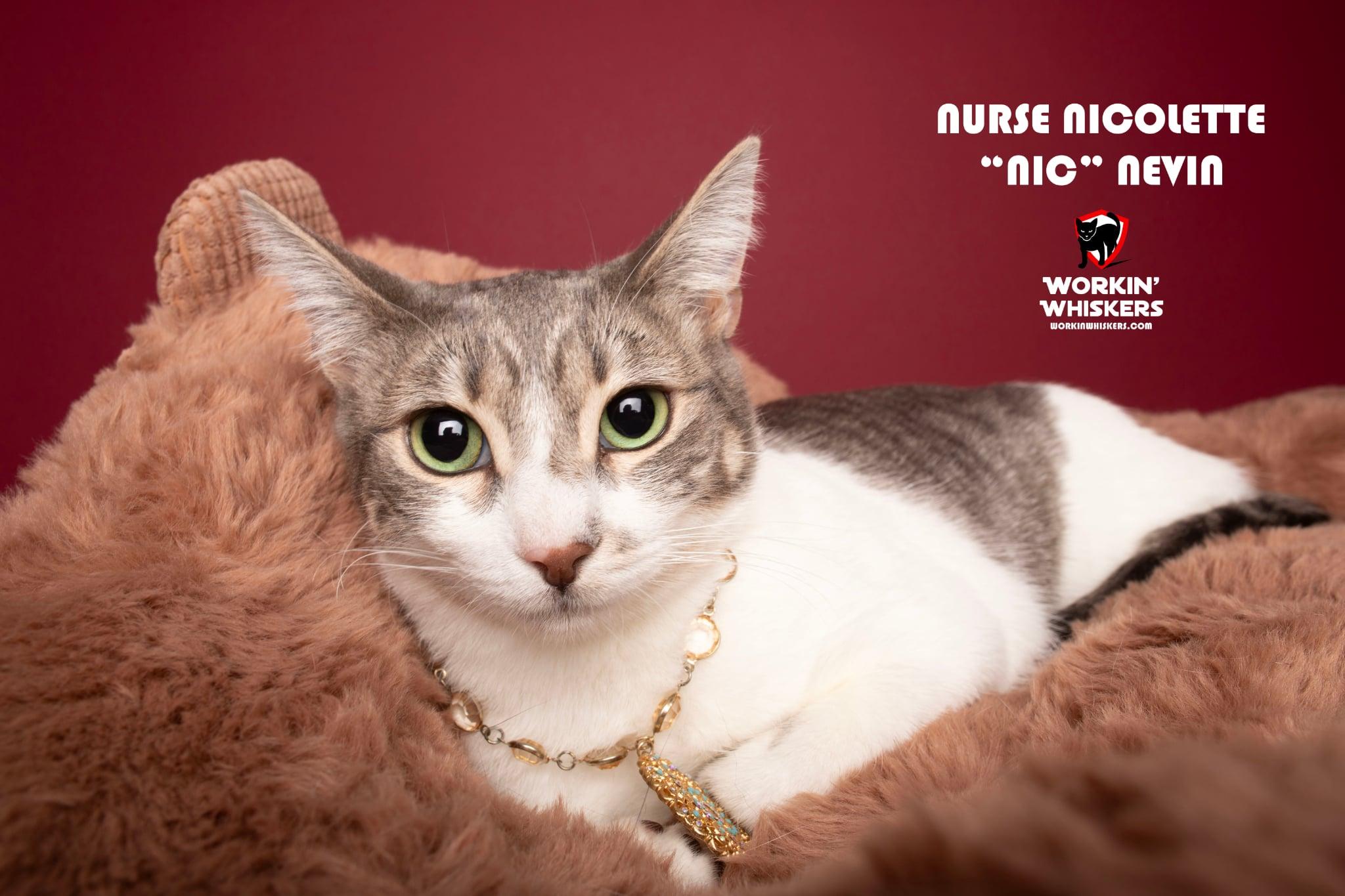 NURSE NICOLETTE "NIC" NEVIN, a Adoptable mixed breed in Murrieta, CA image 5/6