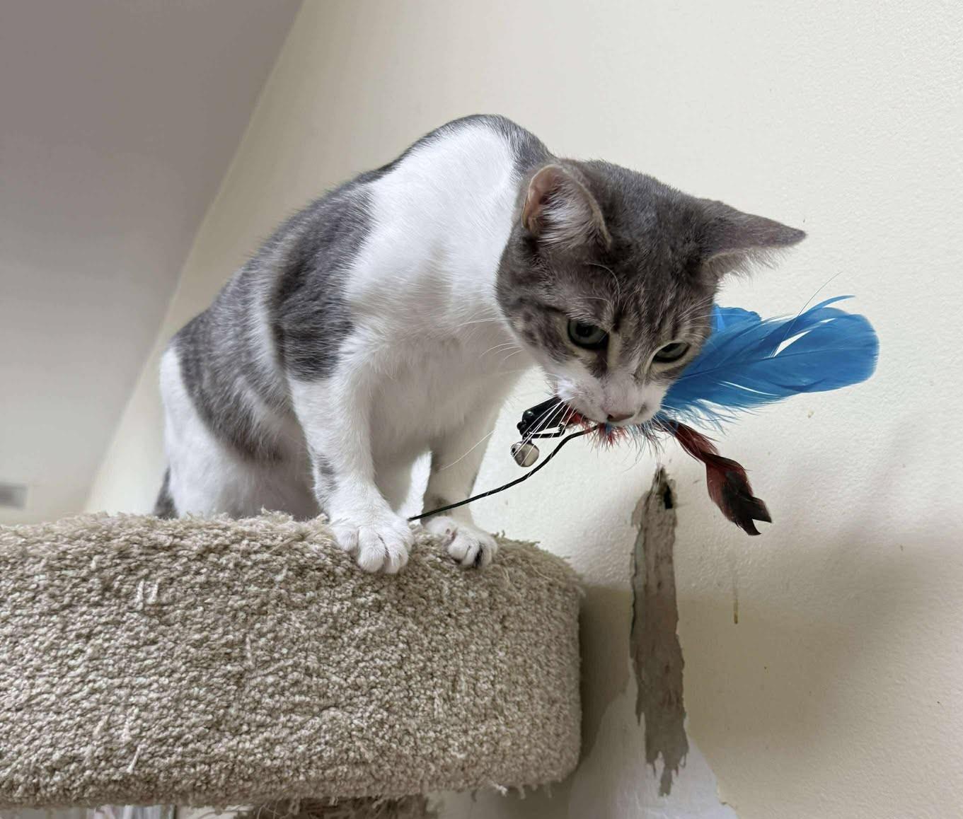 NURSE NICOLETTE "NIC" NEVIN, a Adoptable mixed breed in Murrieta, CA image 3/6