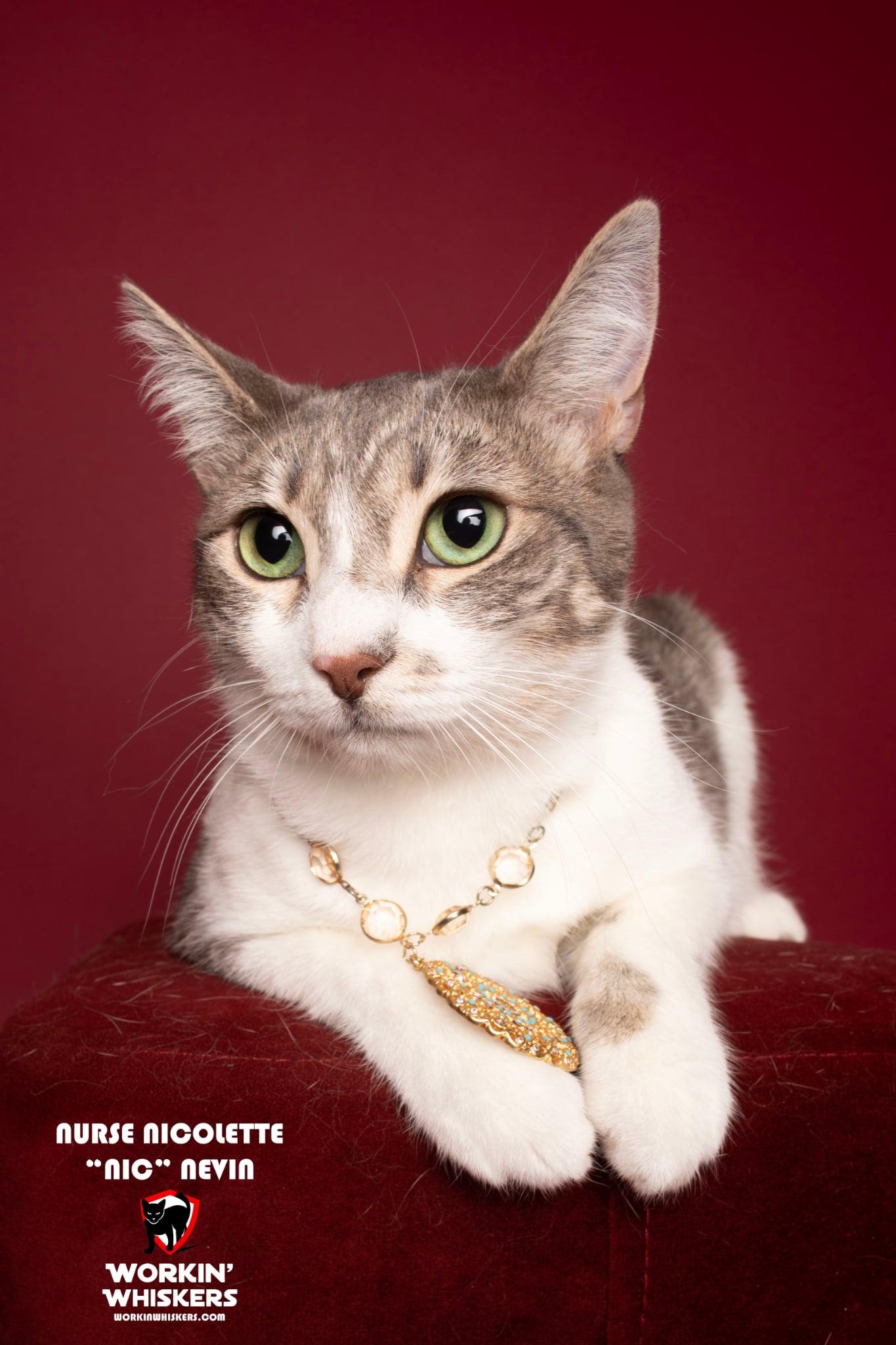 NURSE NICOLETTE "NIC" NEVIN, a Adoptable mixed breed in Murrieta, CA image 1/6