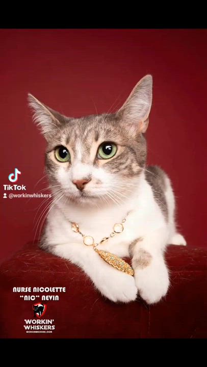 Enlarge NURSE NICOLETTE "NIC" NEVIN, a Adoptable mixed breed in Murrieta, CA video 2/6