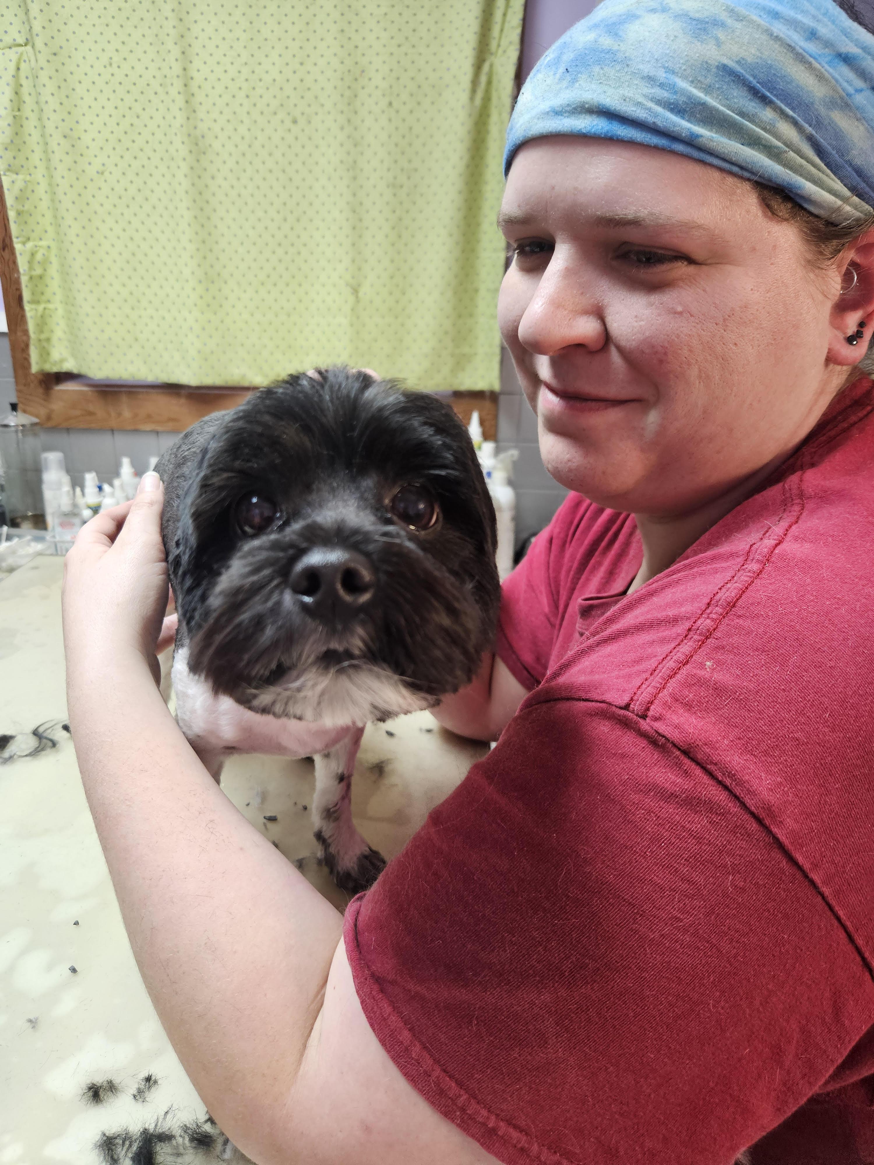 Hercules, adopted, Young Male Shih Tzu.