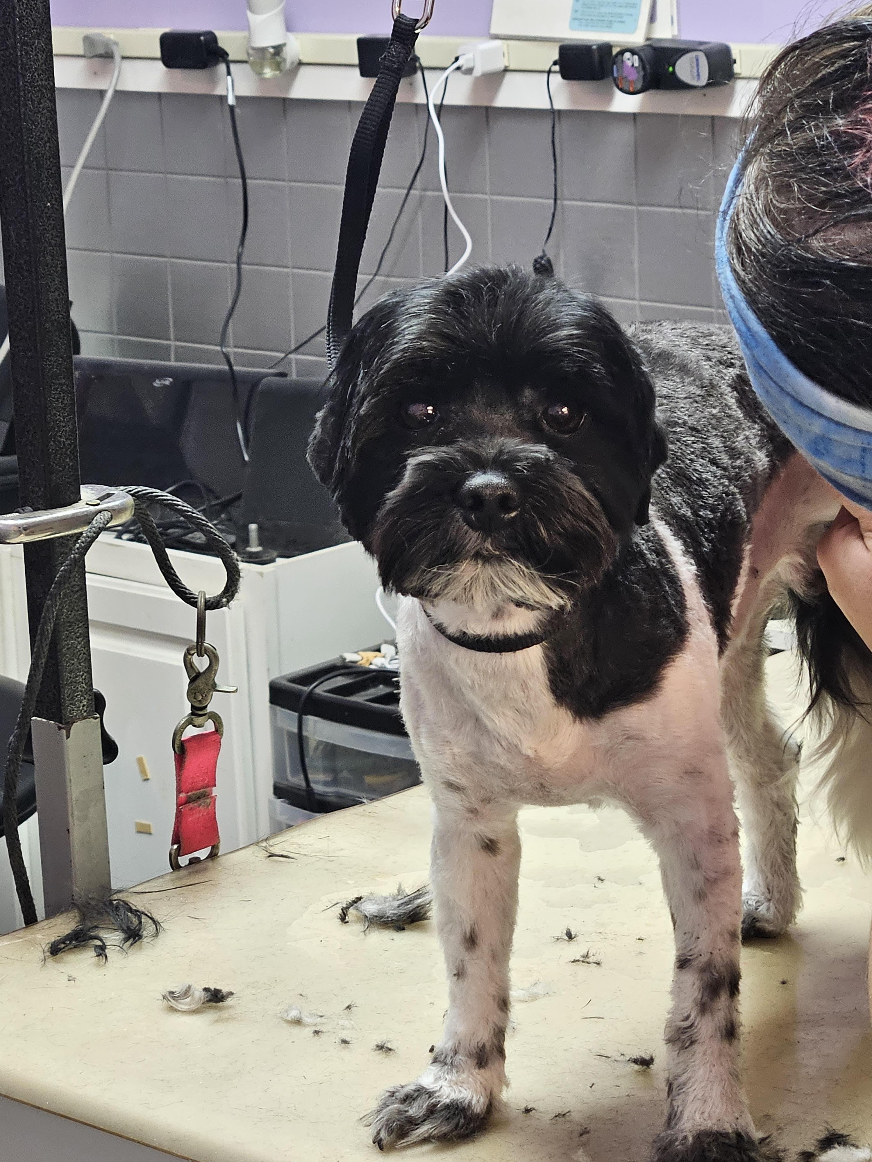 Hercules, a ADOPTABLE Shih Tzu in Greensboro, NC image 2/2