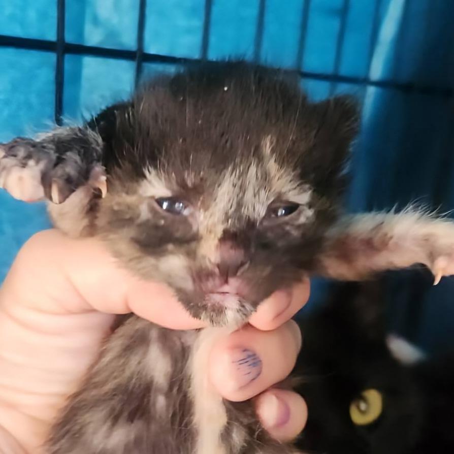 Tulip Margarita, Adoptable, Young Female Domestic Short Hair.