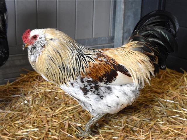 C-3PO, Adoptable, Young Male Chicken.