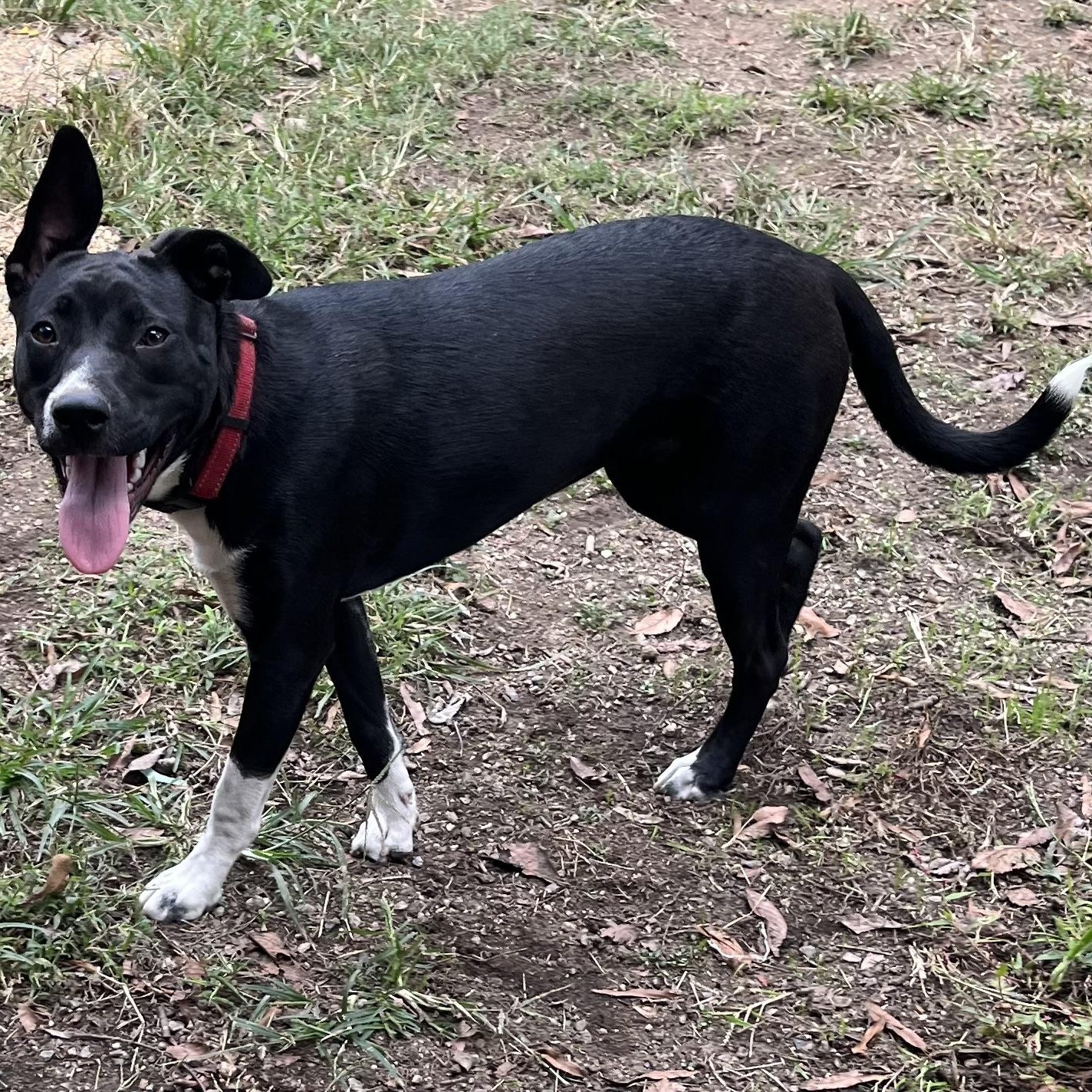 Enlarge Ruby, a Adoptable Pit Bull Terrier in Concord, NC image 3/5