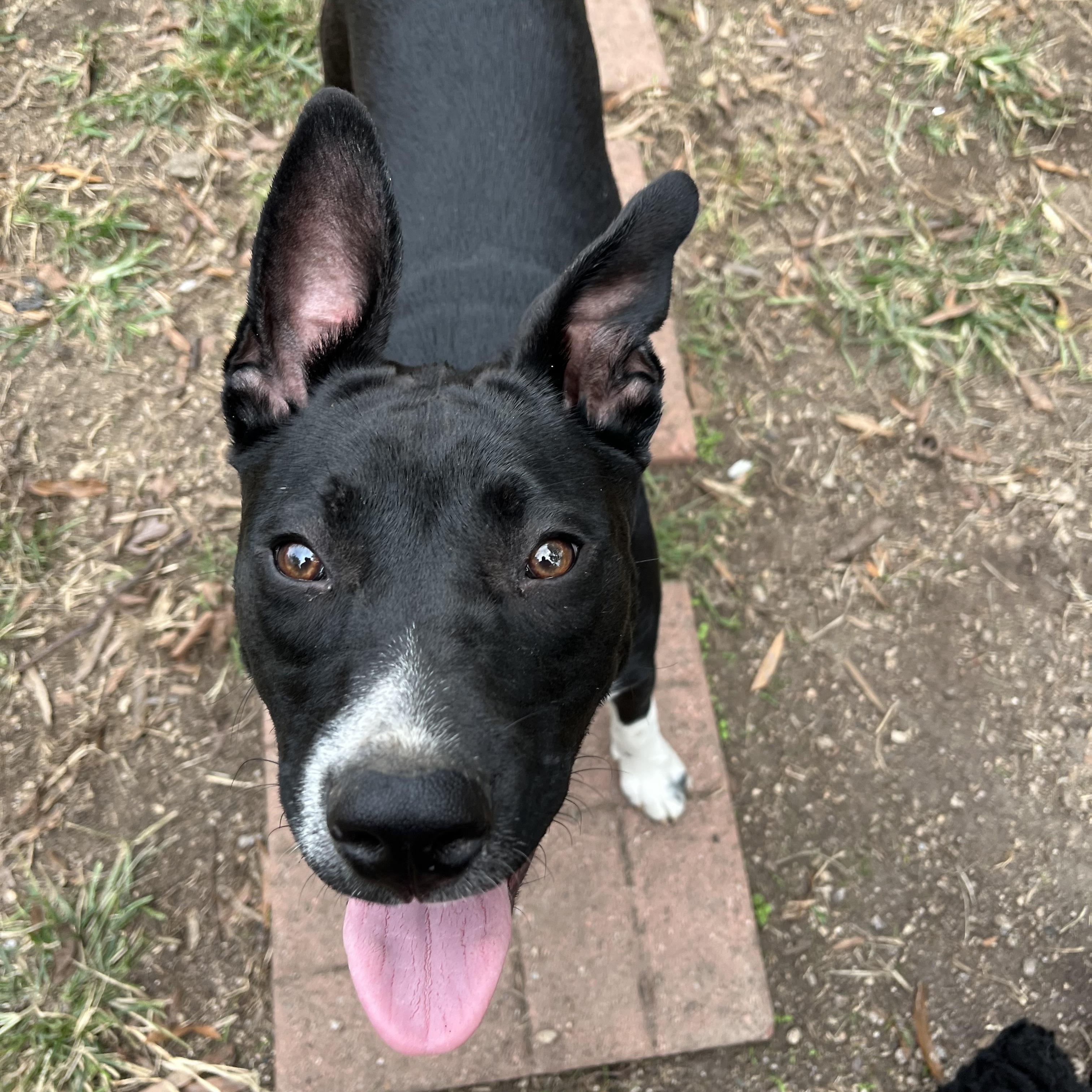 Enlarge Ruby, a Adoptable Pit Bull Terrier in Concord, NC image 4/5