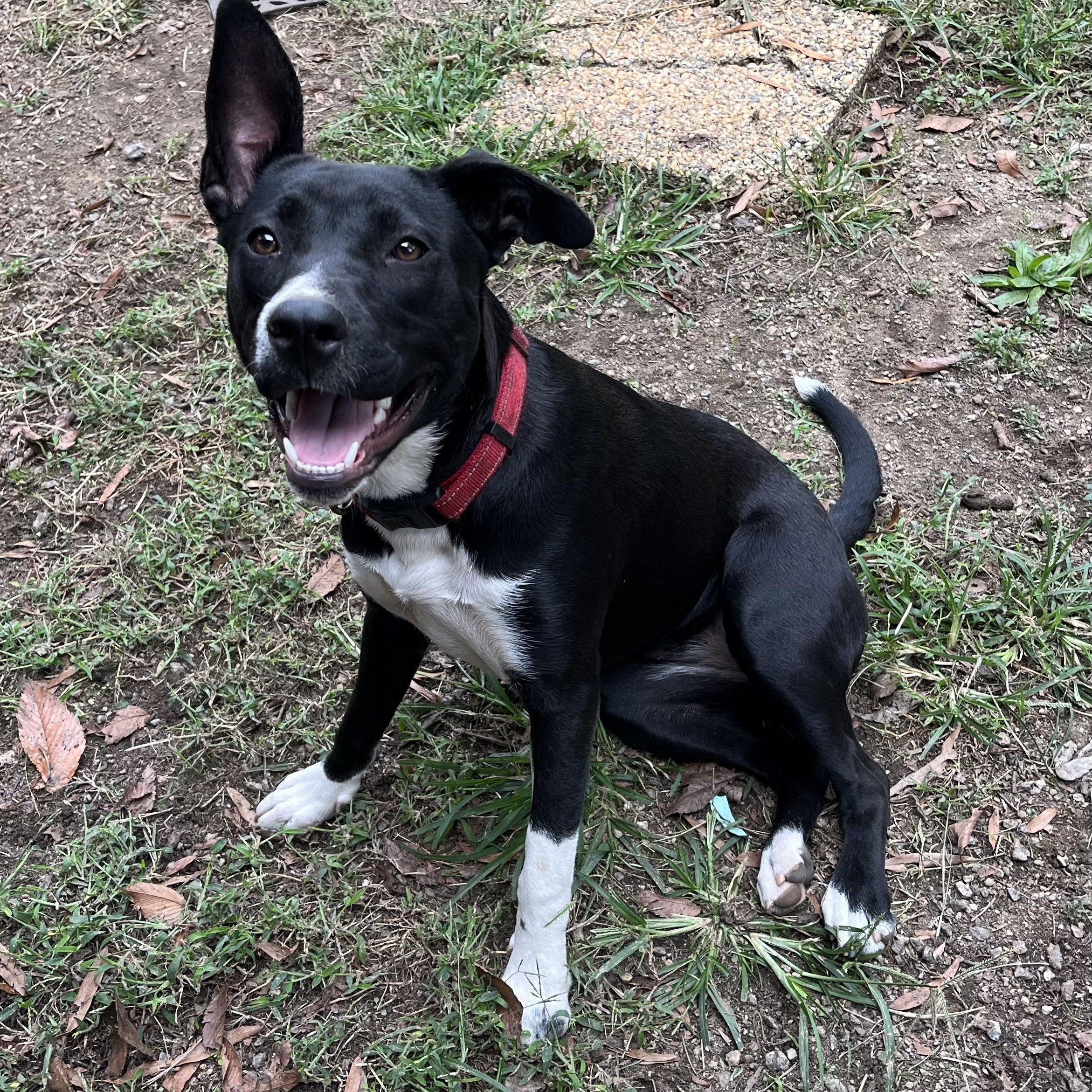 Enlarge Ruby, a Adoptable Pit Bull Terrier in Concord, NC image 1/5