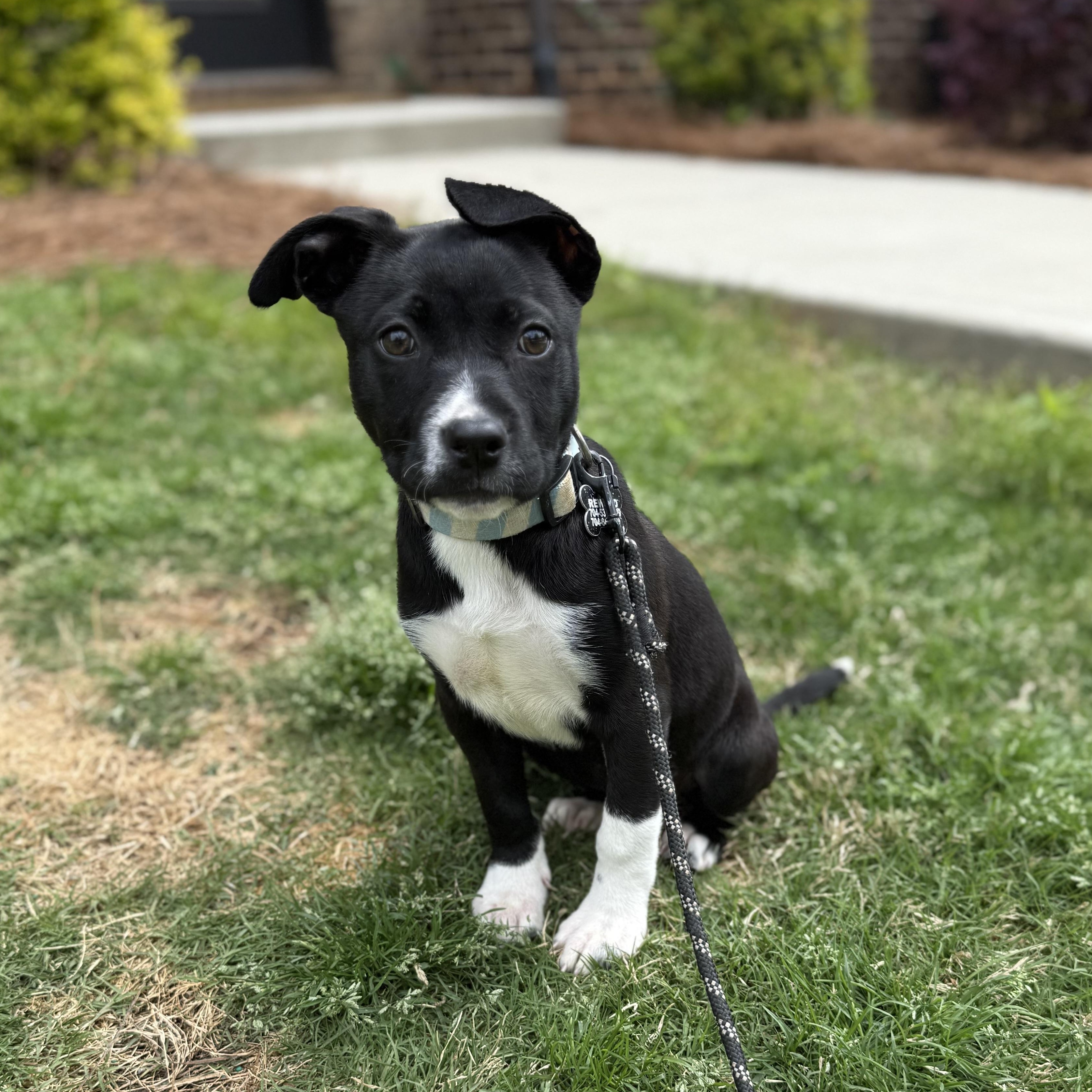 Enlarge Ruby, a Adoptable Pit Bull Terrier in Concord, NC image 5/5