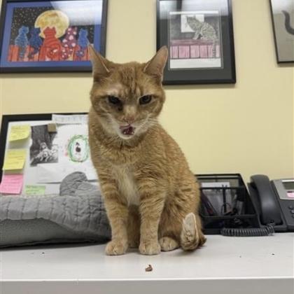 Jojo, an adopted Domestic Short Hair in Hilliard, OH image 2/2