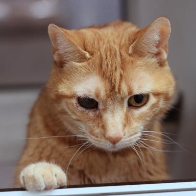 Jojo, ADOPTABLE, Adult Female Domestic Short Hair.