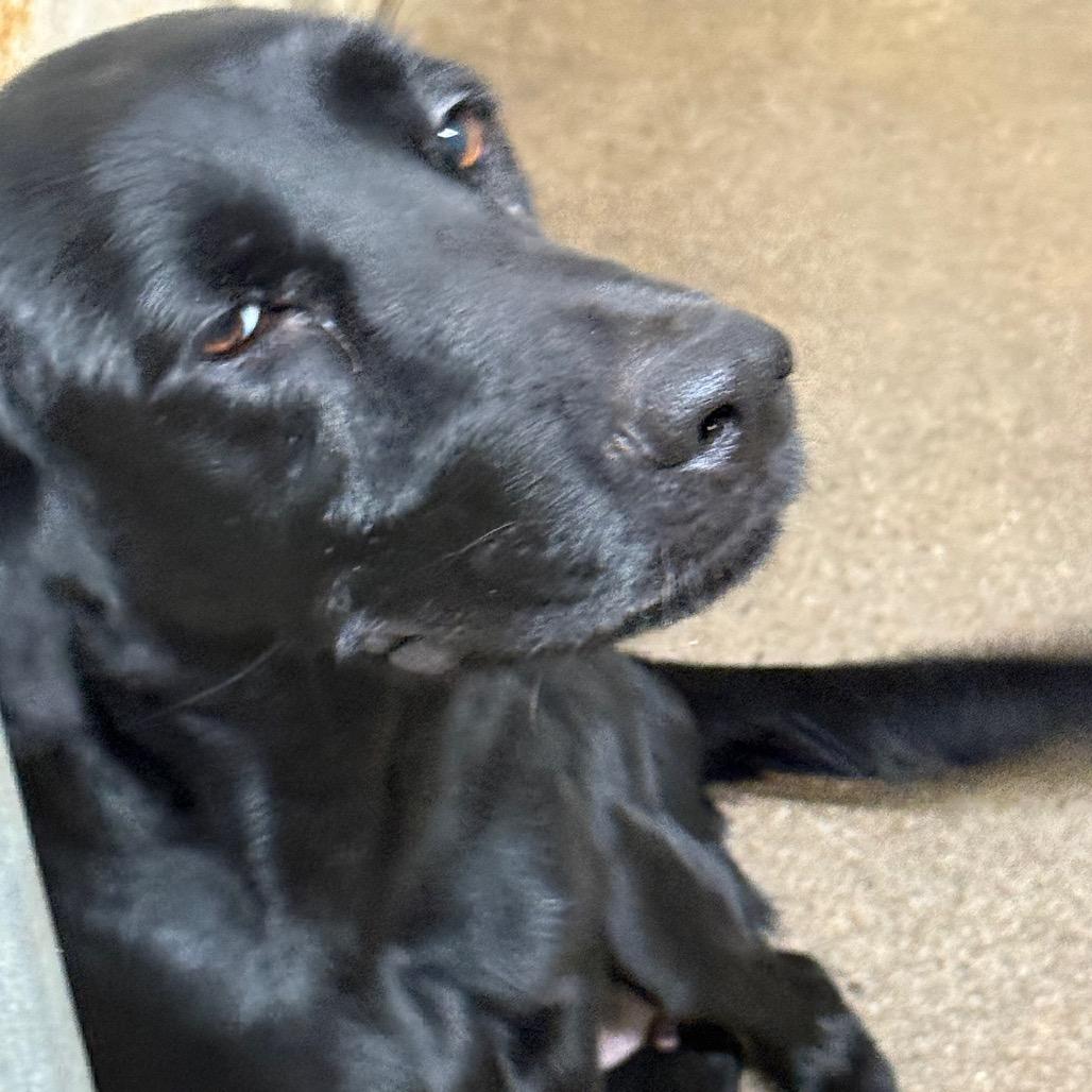 Sadie, Adoptable, Adult Female Black Labrador Retriever.