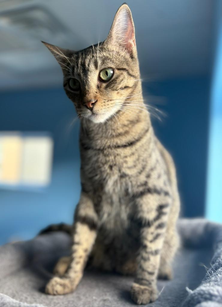 Squirt, Adoptable, Young Male Domestic Short Hair.