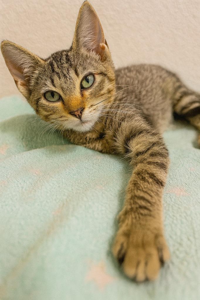 Enlarge Squirt, a Adoptable mixed breed in Corpus Christi, TX image 1/1