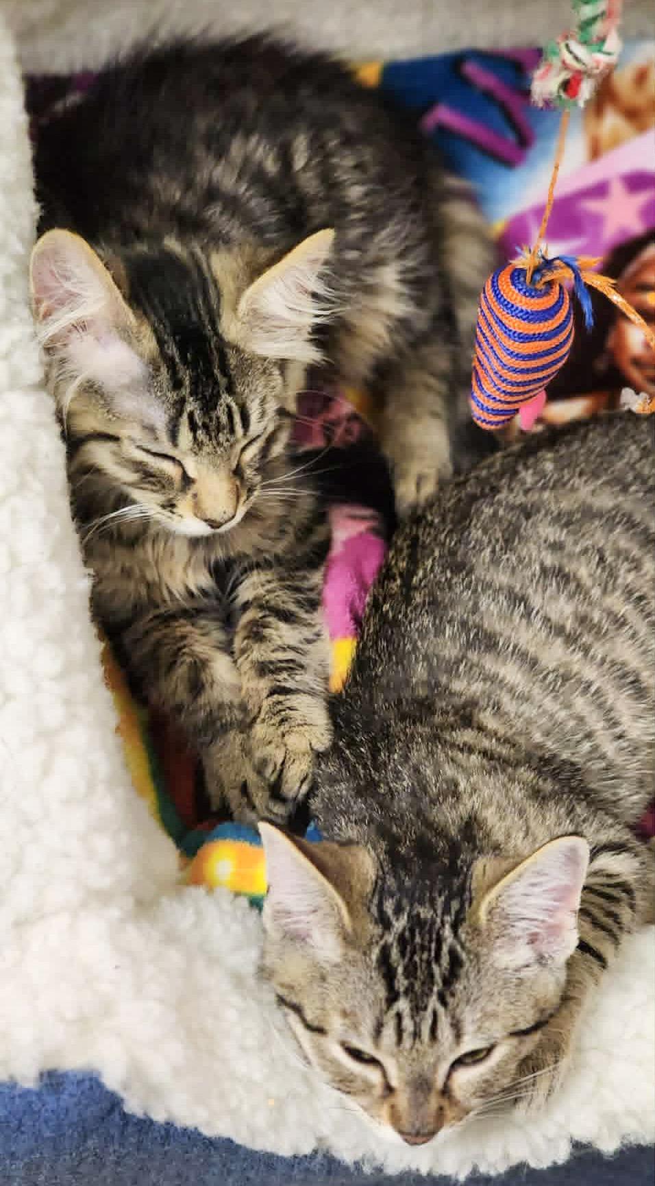Enlarge Yahtzee, a ADOPTABLE Tabby in Newland, NC image 2/2