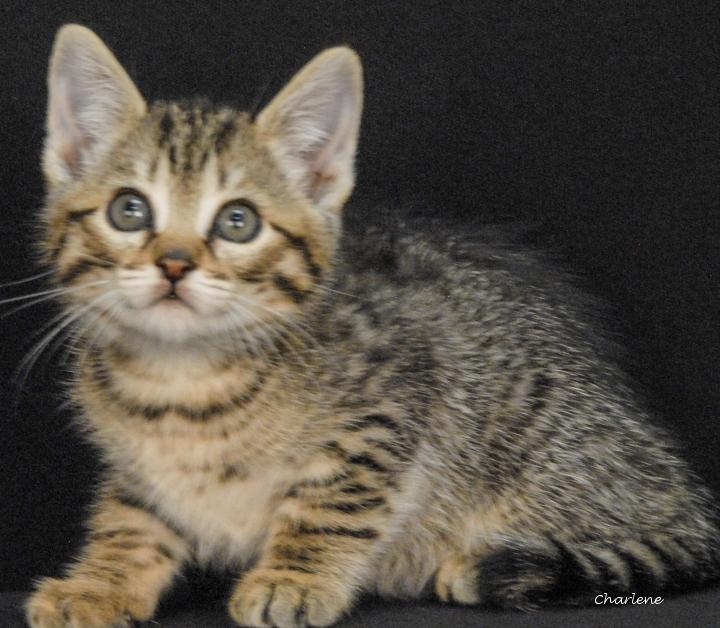 Yahtzee, ADOPTABLE, Kitten Female Tabby.