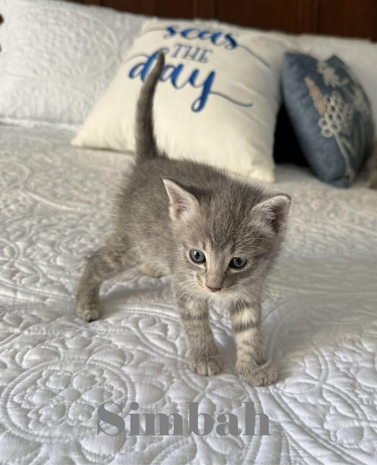 Enlarge Simbah, an adoption pending Domestic Short Hair in Crown Point, IN image 1/1