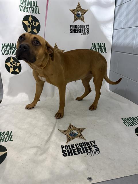 Enlarge DULCE, a Adoptable mixed breed in Winter Haven, FL image 1/1