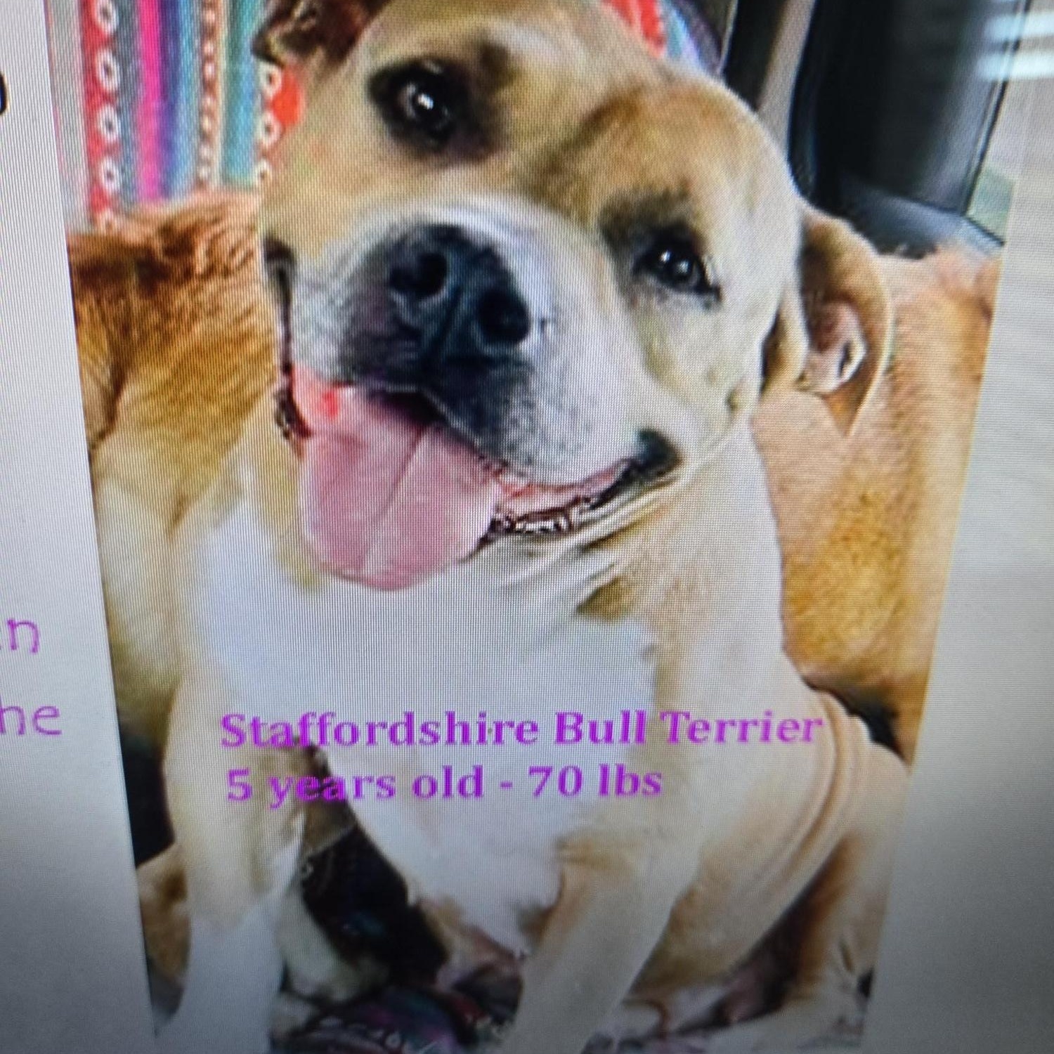 LuLu, a Adoptable Staffordshire Bull Terrier in Sarasota, FL image 1/2