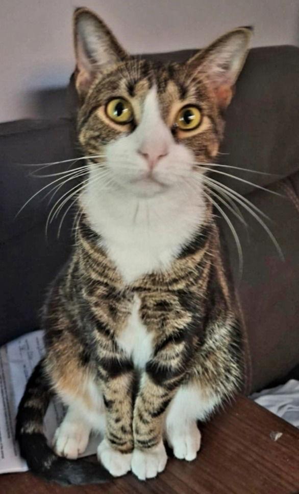 Enlarge Mish*, a Adoptable Domestic Short Hair in Trexlertown, PA image 1/1