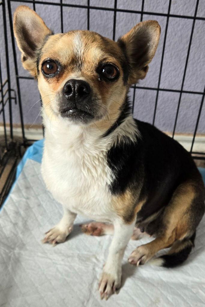 Mina, Adopted, Adult Female Chihuahua.