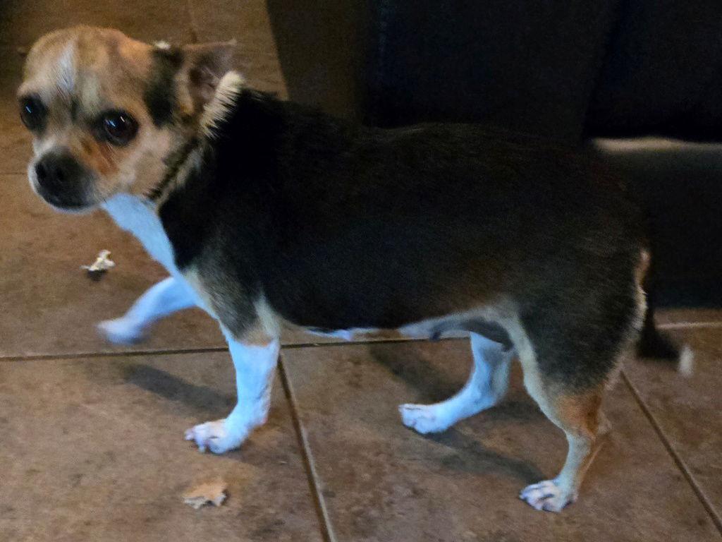 Mina, a Adopted Chihuahua in San Antonio, TX image 2/3