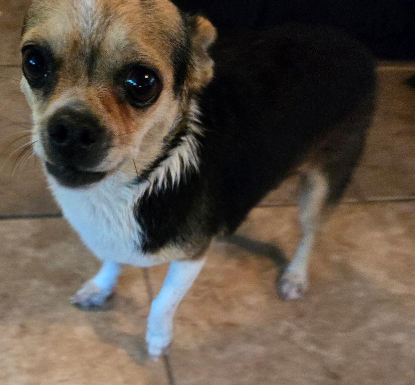 Mina, a Adopted Chihuahua in San Antonio, TX image 3/3