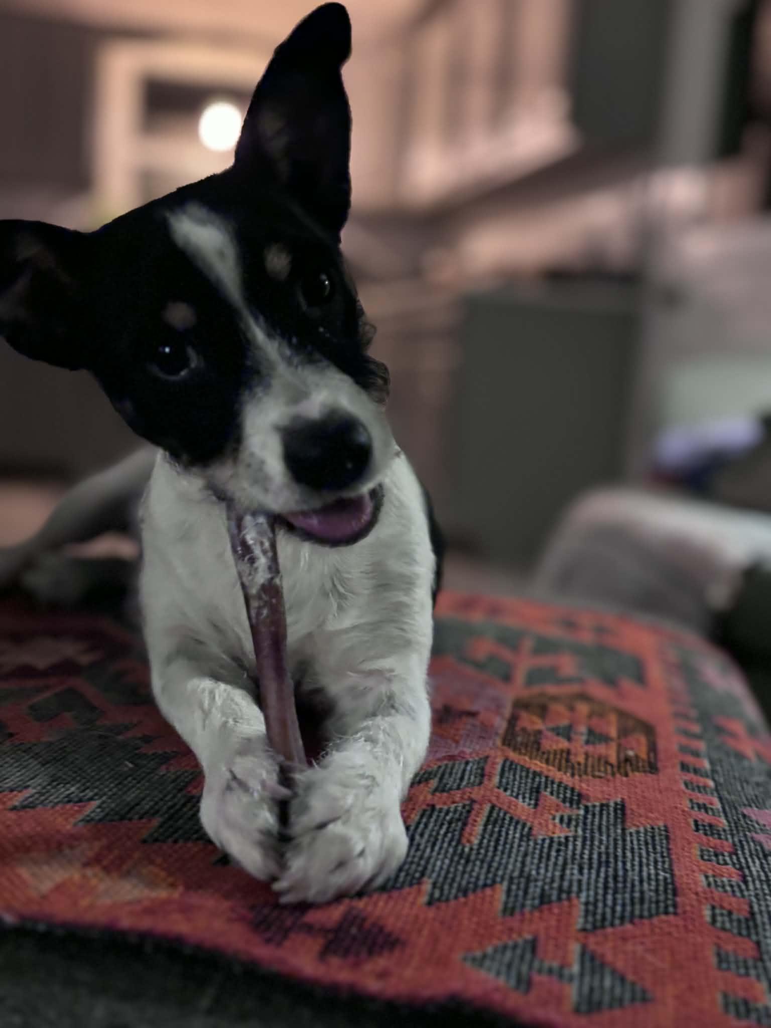 Salvador, ADOPTABLE, Young Male Jack Russell Terrier & Dachshund.