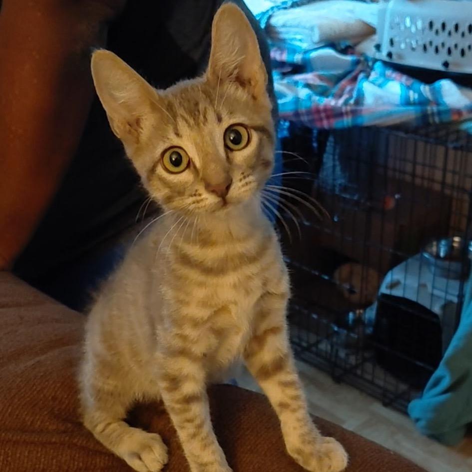 Enlarge Ballora, a Adoptable Domestic Short Hair in Baytown, TX image 1/2