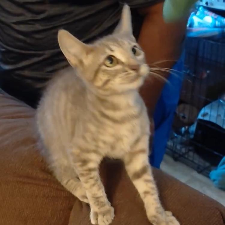 Enlarge Ballora, a Adoptable Domestic Short Hair in Baytown, TX image 2/2