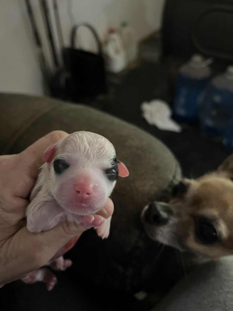 Mia pup 5, Adoptable, Puppy Male Chihuahua & Rat Terrier.