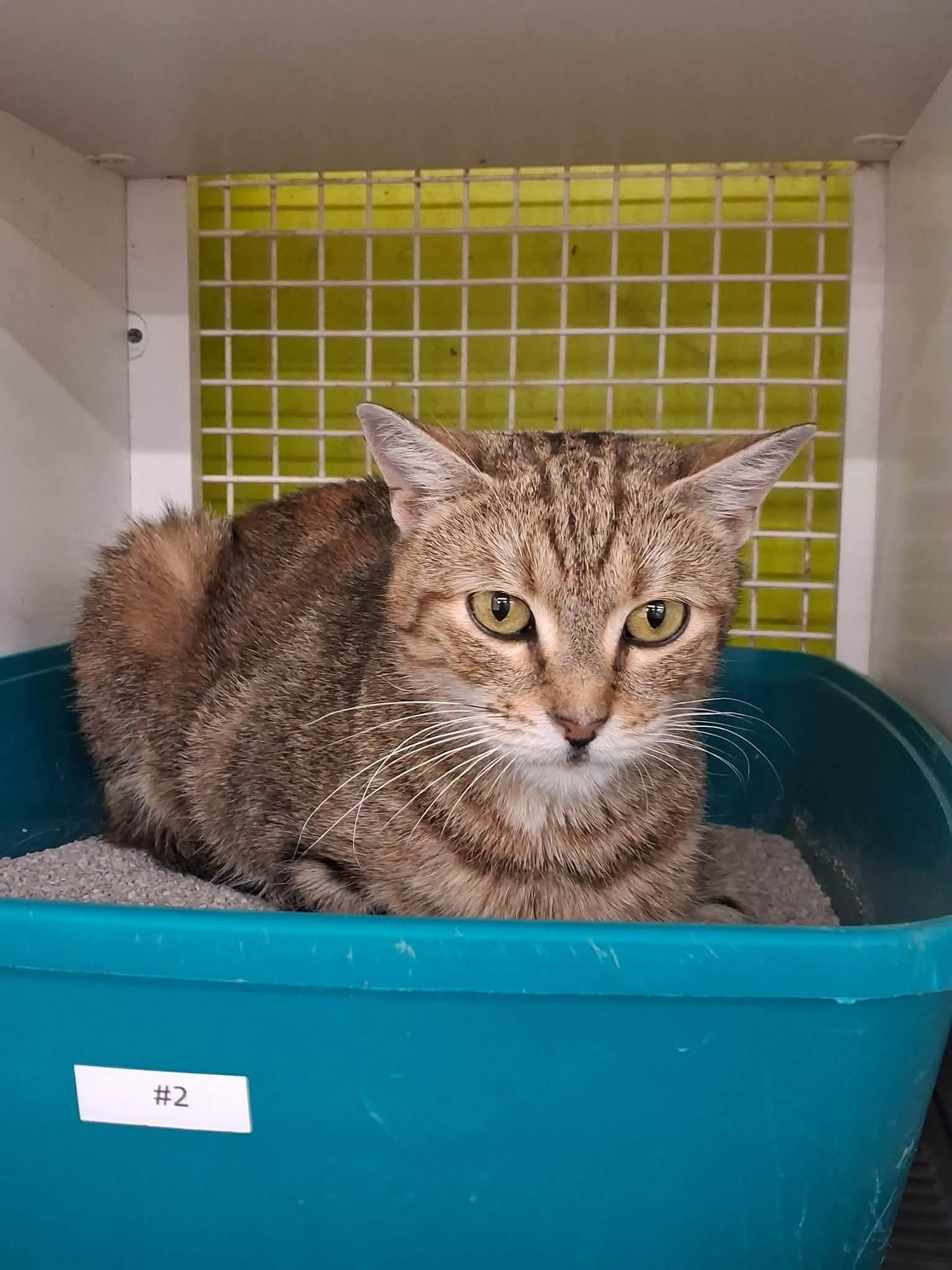 Catilda, an adopted American Shorthair in East Orange, NJ image 2/2