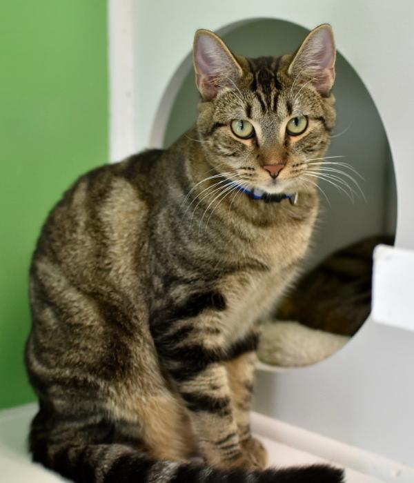 Enlarge Teddy #2, a Adoptable Domestic Short Hair in Marietta, GA image 1/4