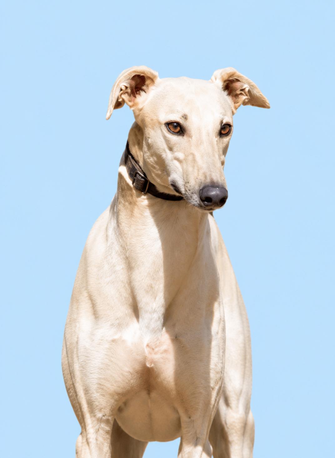 Enlarge Tye, a ADOPTABLE Greyhound in Allentown, PA image 2/3