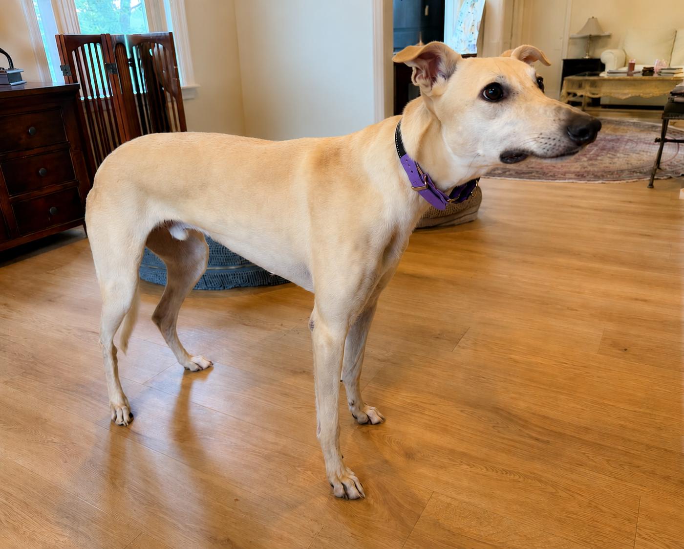 Enlarge Tye, a ADOPTABLE Greyhound in Allentown, PA image 3/3