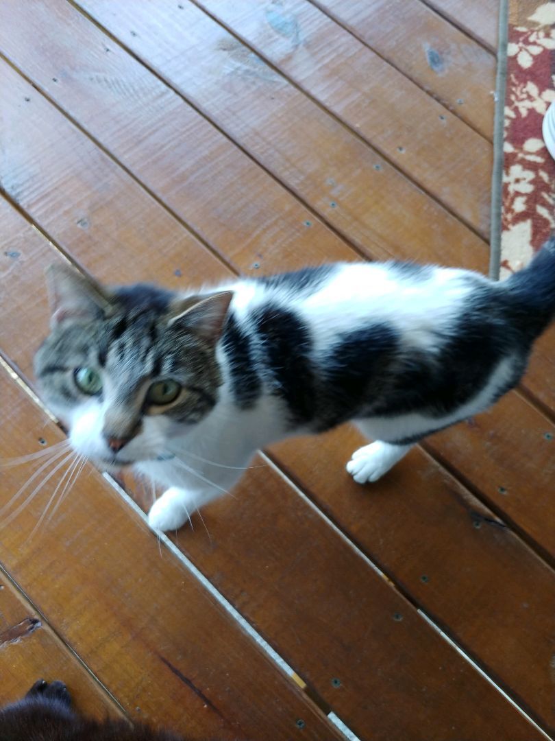 Enlarge Opal, a Adoptable Domestic Short Hair in Monroe, TN image 1/2