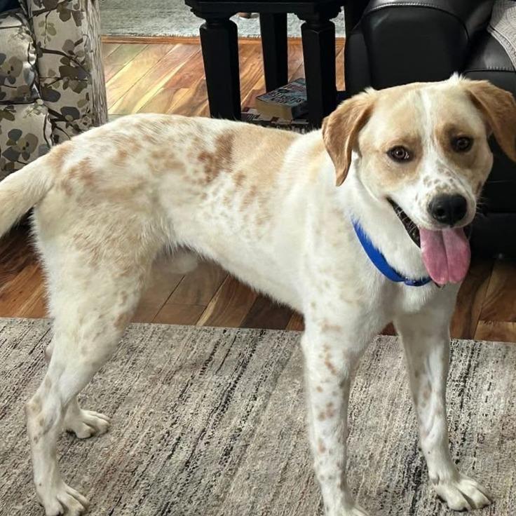 Enlarge Homer, a Adoptable Mixed Breed in Saint Charles, MO image 1/5