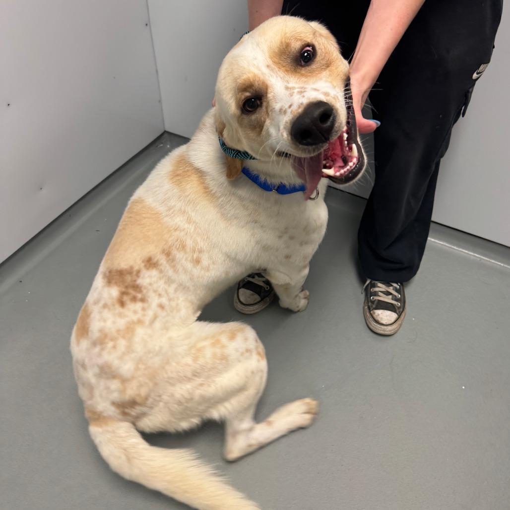 Enlarge Homer, a Adoptable Mixed Breed in Saint Charles, MO image 2/5