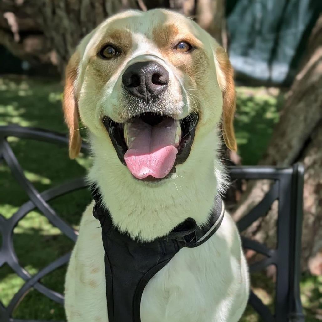 Enlarge Homer, a Adoptable Mixed Breed in Saint Charles, MO image 3/5