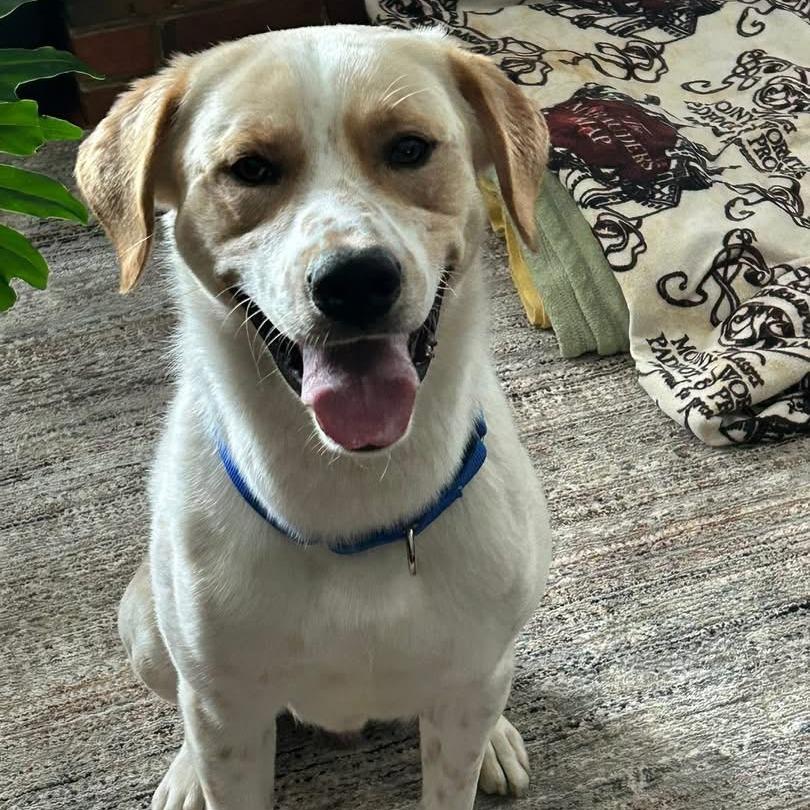 Enlarge Homer, a Adoptable Mixed Breed in Saint Charles, MO image 4/5