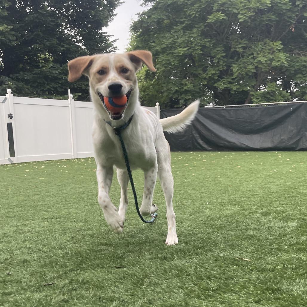 Homer, a Adoptable Mixed Breed in Saint Charles, MO image 5/6
