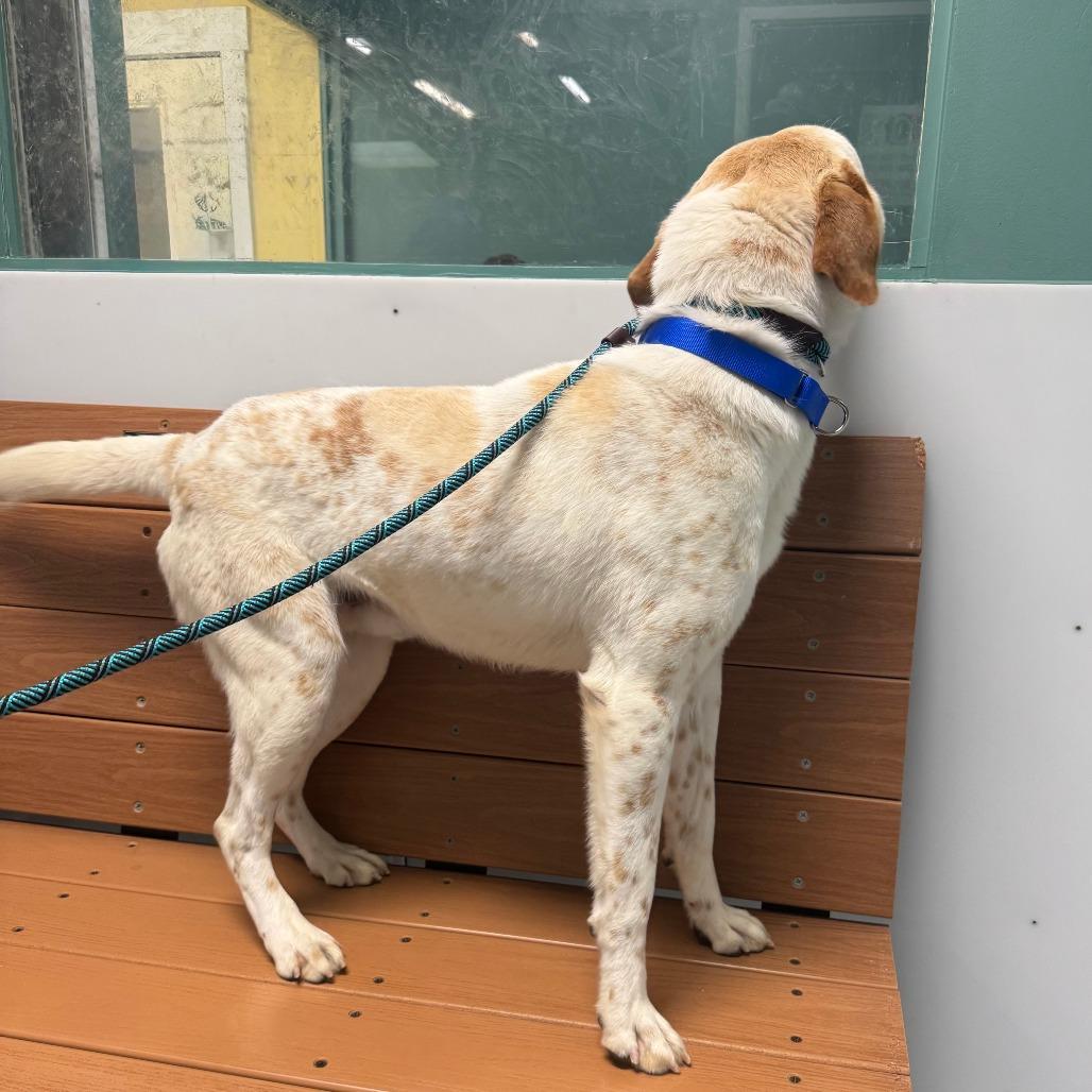 Enlarge Homer, a Adoptable Mixed Breed in Saint Charles, MO image 5/5