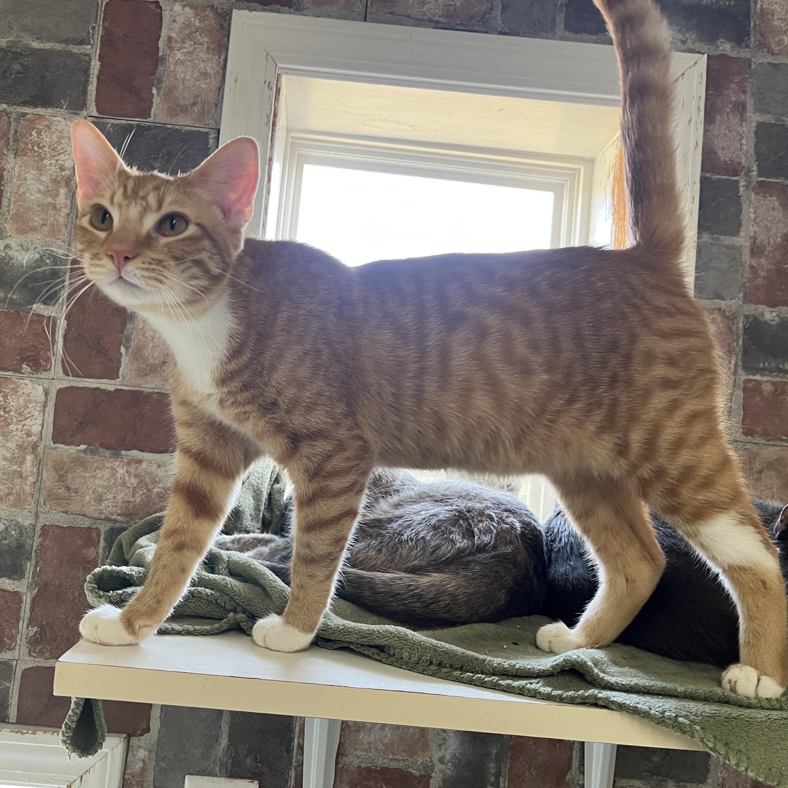 Enlarge Bauble, a Adoptable Domestic Short Hair in McKenzie, TN image 2/4