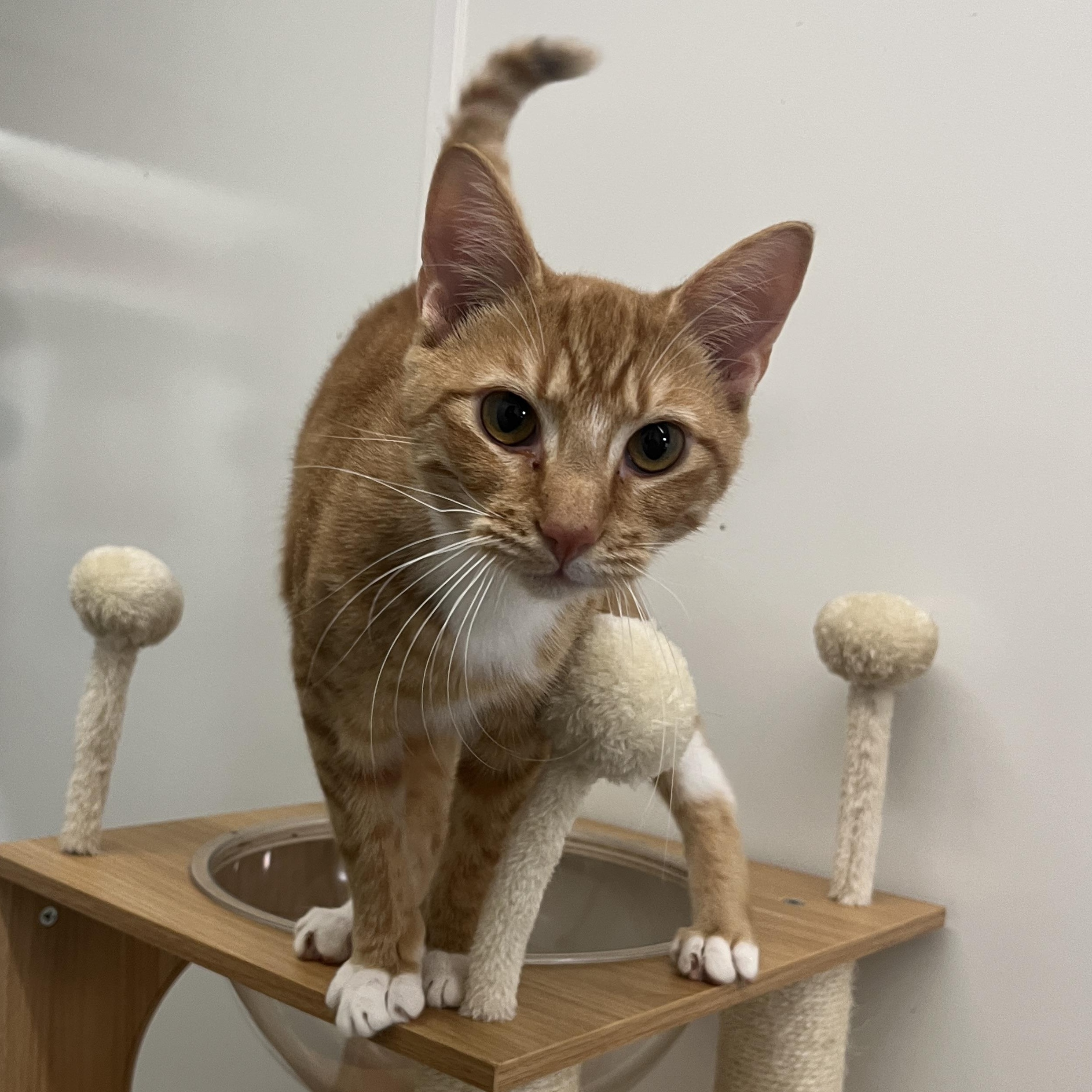 Bauble, Adoptable, Young Male Domestic Short Hair.