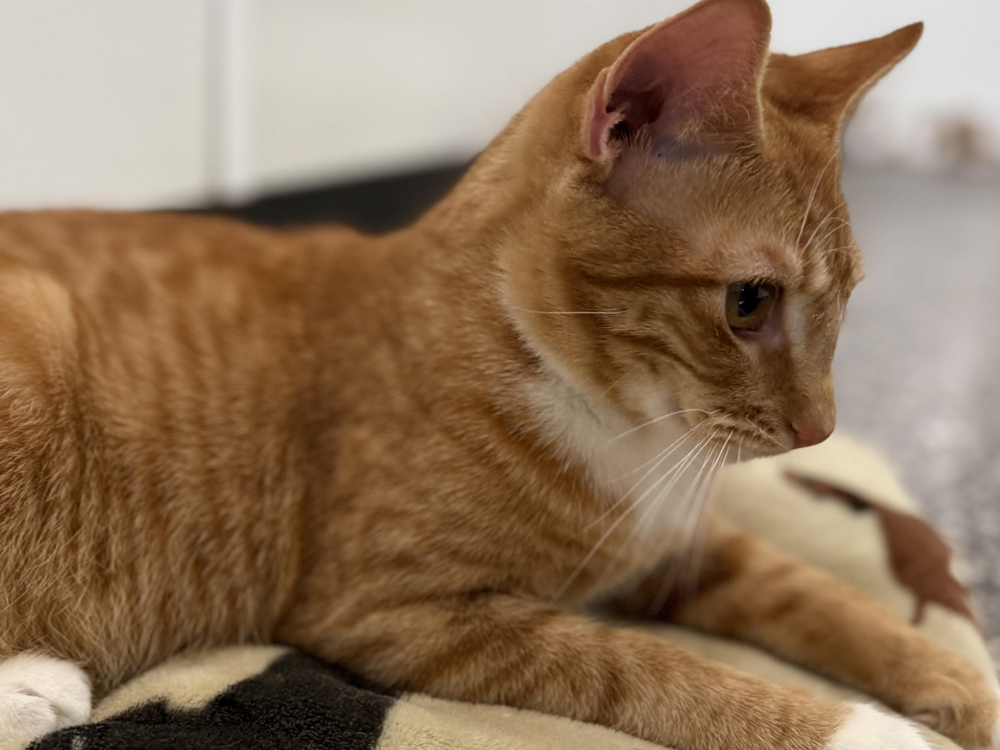 Enlarge Bauble, a Adoptable Domestic Short Hair in McKenzie, TN image 3/4