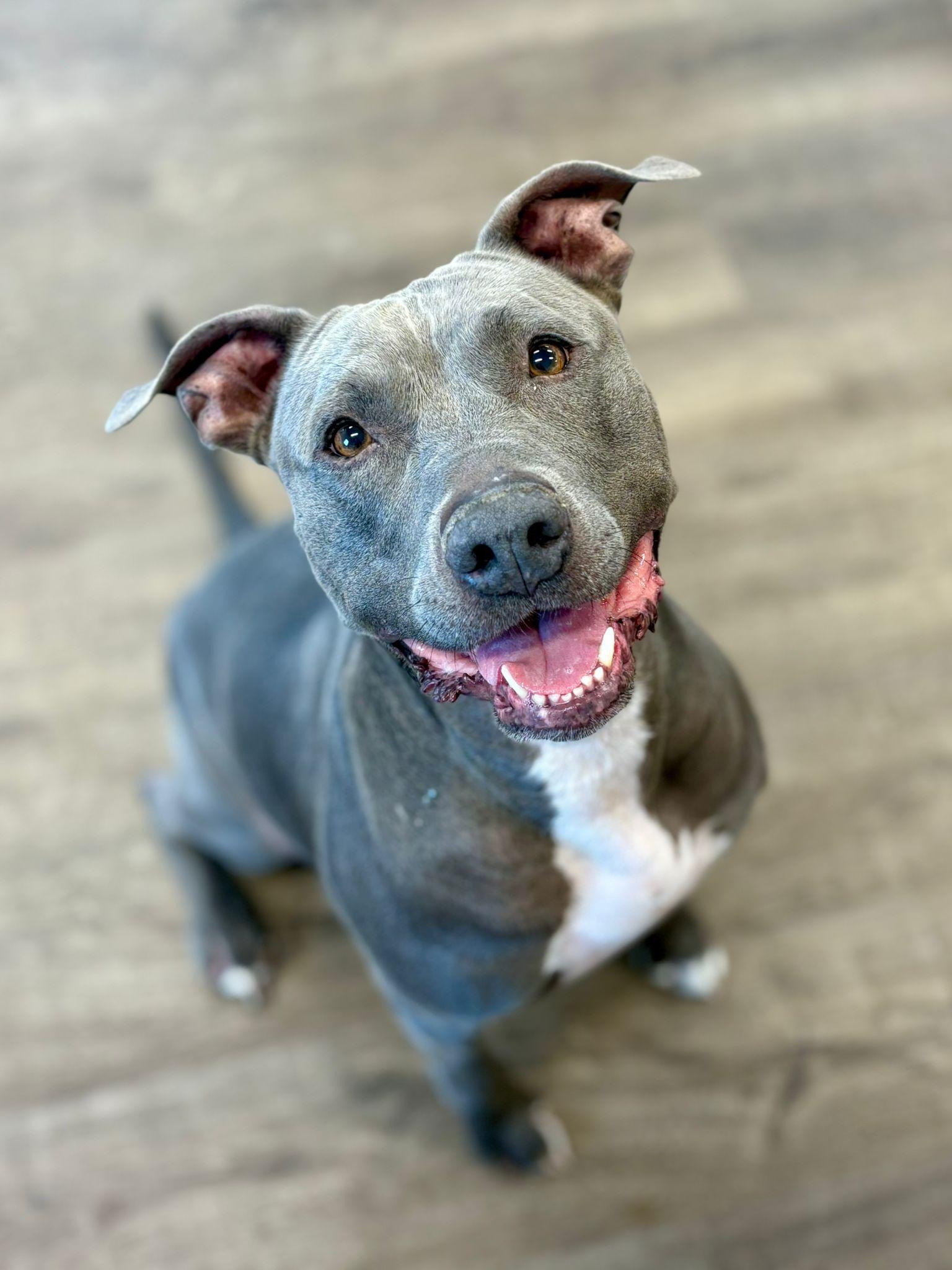 Sky, ADOPTABLE, Senior Female Pit Bull Terrier.